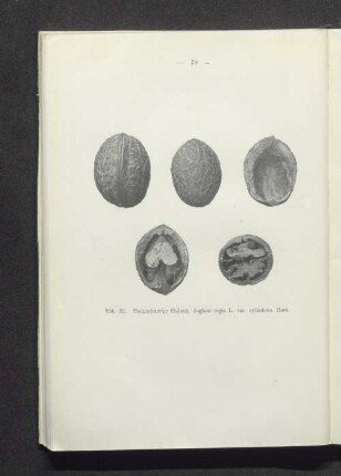 Walzenförmige Walnuß, Juglans regia L. var. cylindrica Hort.
