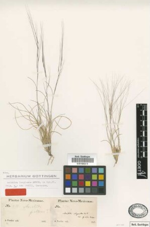 Aristida longiseta Steud. [isotype]