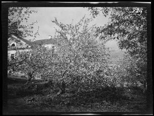 Gut Polyesse (=Gut Paliesius, Litauen): blühender Obstbaum