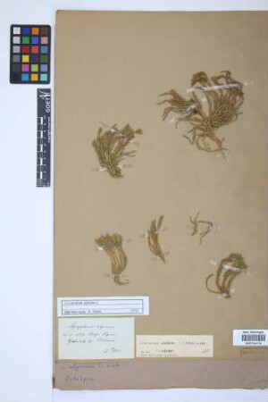 Diphasiastrum alpinum (L.) J. Holub