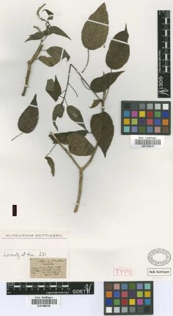 Croton saltensis Griseb. [type]