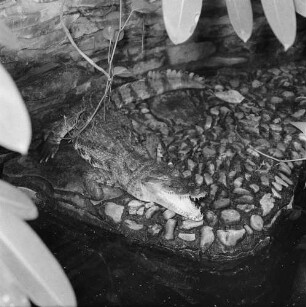 Krokodil, wahrscheinlich im Dresdener Zoo