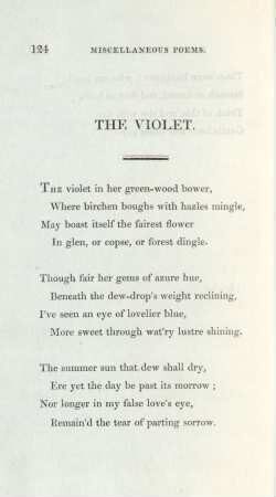 The violet