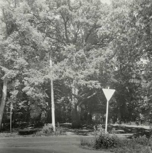 Eiche (Quercus; Naturdenkmal)
