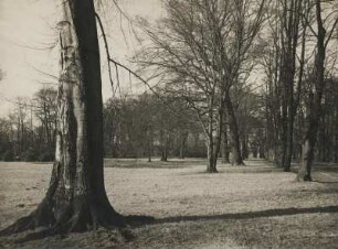 Land Brandenburg. Vorfrühling in der Uckermark bei Boitzenburg
