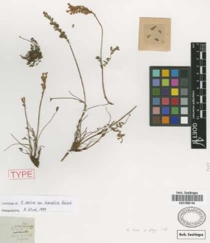 Onobrychis sativa Lam. var. Griseb. scardica[lectotype]