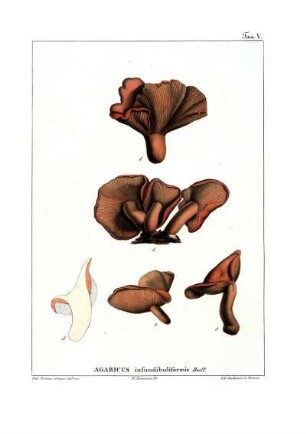 Tav. V. Agaricus infundibuliformis Bull.