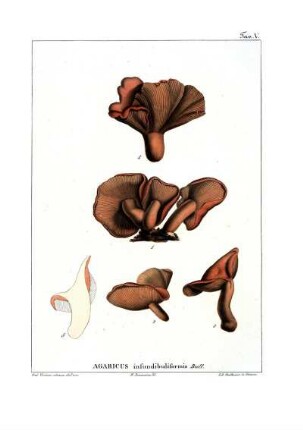 Tav. V. Agaricus infundibuliformis Bull.