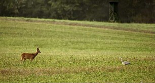 Auf der Jagd - Wem gehört die Natur?