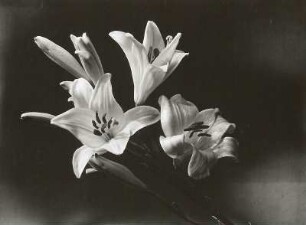 Madonnen-Lilie (Lilium candidum). Blüten