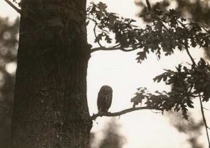 Steinkauz (Athene noctua SCOP.), adulter Vogel