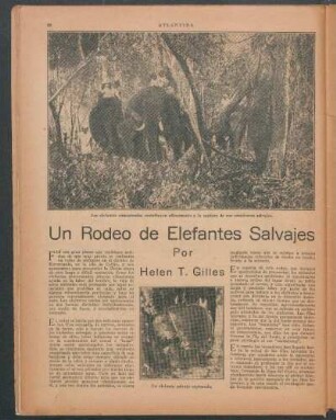 Un rodeo de elefantes selvajes