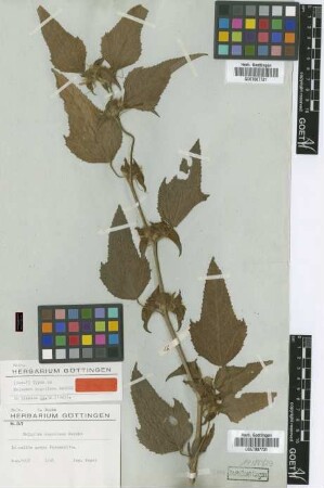 Malachra kegeliana Garcke [isotype]