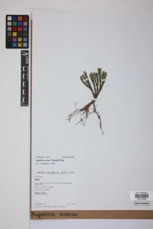 Phlegmariurus eversus (Poir.) B. &Oslash;llg.