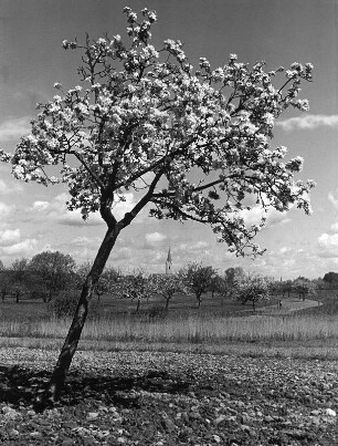 Blühender Baum