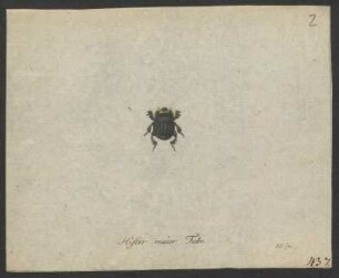 Hister. Sphaerid. pag. 16. - 19.