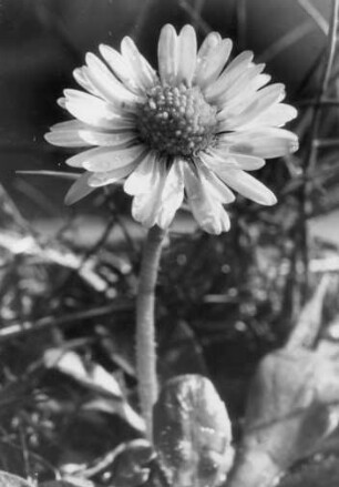 Gänseblümchen