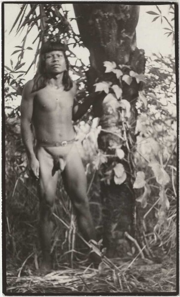 Young Ramkokamekra (Canela) shows the Kupá plant climbing up an old Anajá trunk