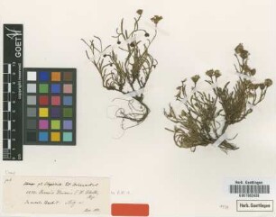 Senecio unionis Sch.Bip. ex A.Rich. [type]