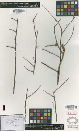 Achatocarpus praecox Griseb. [syntype]