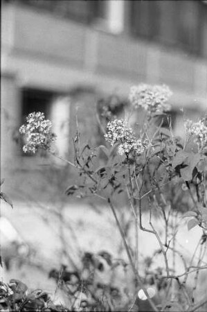 Fliederblüte infolge der Trockenperiode des Sommers 1971