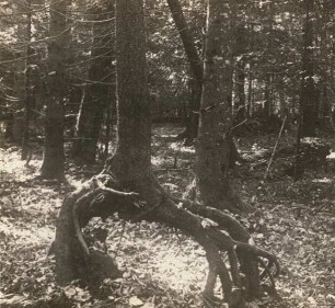 Bialowieza. Entstehung von Stelzenbäumen, über gestürztem Stamm entstandener Stelzenbaum