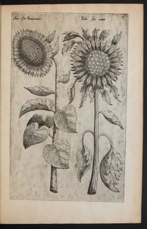 Taf. 25. [Flos Solis]