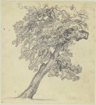 Baum