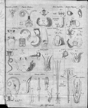 Tafel 18 : zur Isis Heft VIII. 1818