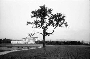 Bad Krozingen: Einsamer Baum mit Sanatorium