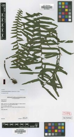 Pecluma perpinnata M.Kessler & A.R.Sm. [paratype]