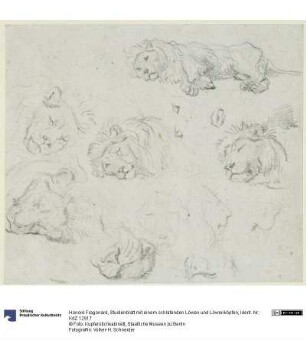Studienblatt mit einem schlafenden Löwen und Löwenköpfen
