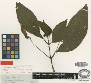 Campanea quitensis Fritsch [isotype]