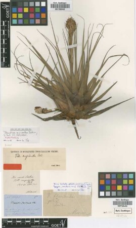 Tillandsia myriantha Baker [type]