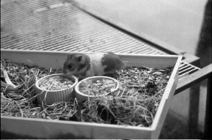 Haustier Goldhamster