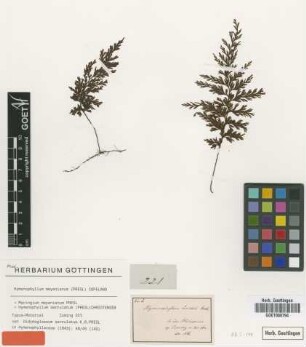 Didymoglossum serrulatum C.Presl [type]