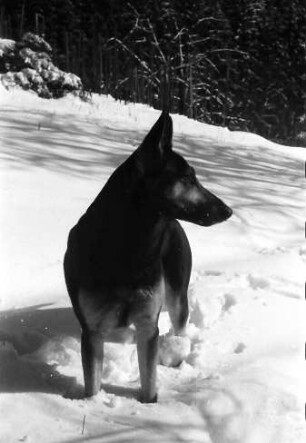 Glotterbad: Sanatorium; Hund im Schnee
