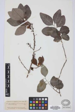 Catha cassinoides (N. Robson) Codd