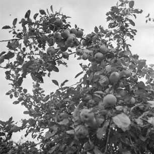 Apfelbaum