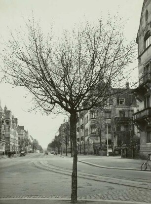 Dresden-Südvorstadt. Nürnberger Straße, Straßenbaum und Straßenansicht