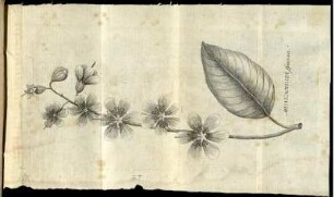Munchausja Speciosa.