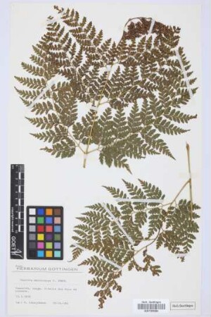 Culcita macrocarpa C. Presl