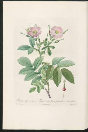 Rosa Alpina Lævis. Rosier des Alpes à pedoncule et calice glabres. Bessin sculp.