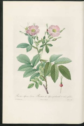 Rosa Alpina Lævis. Rosier des Alpes à pedoncule et calice glabres. Bessin sculp.