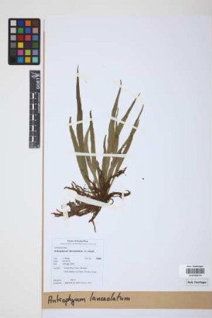 Antrophyum lanceolatum (L.) Kaulf.
