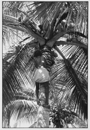 Kochi. Inder beim Pflücken von Kokosnüssen