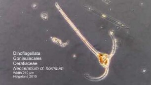 Neoceratium cf. horridum 1 Helgoland 2019
