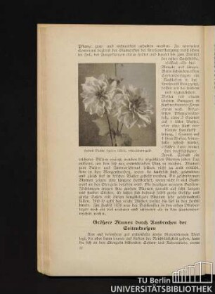 Größere Blumen durch Ausbrechen der Seitenknospen