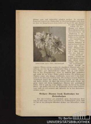 Größere Blumen durch Ausbrechen der Seitenknospen