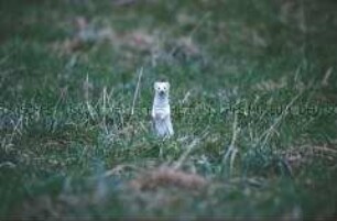 Hermelin mit Winterfell steht auf einer Wiese auf seinen Hinterpfoten (Altersgruppe 18-21)